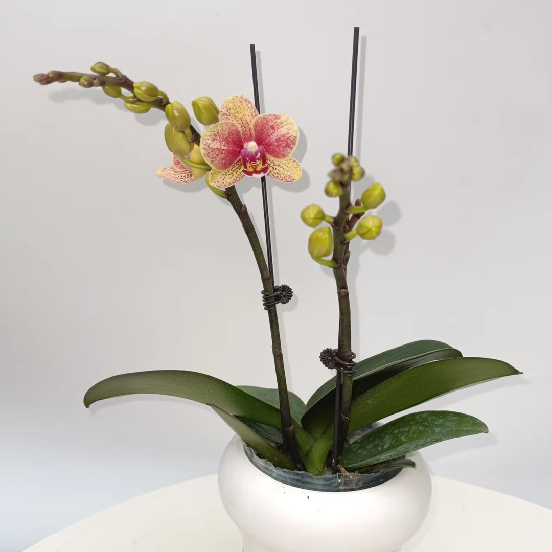 之禾花田 蝴蝶兰（金蝶）双梗