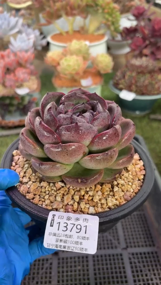 【闪购商品】13791