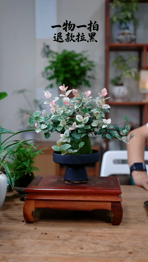 完全开放拉**糕花叶469