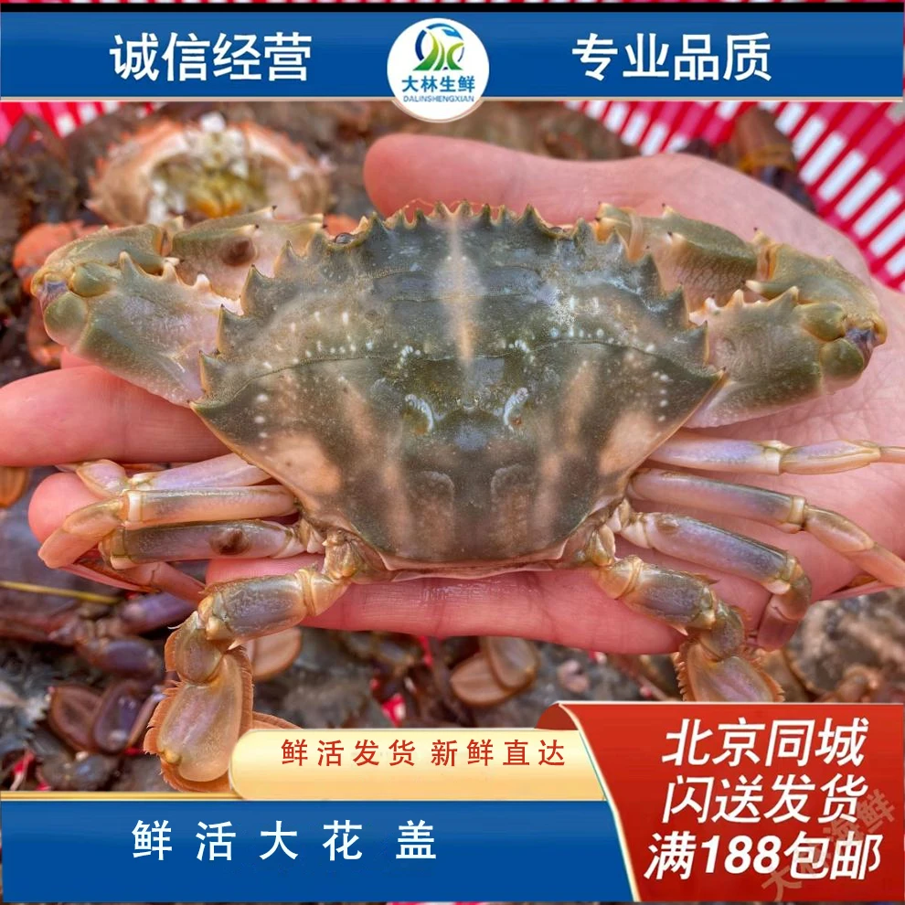 野生花盖蟹 石头蟹  公母随机 斤数可选