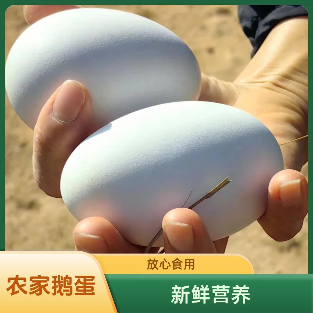 农家散养狮头鹅大鹅蛋纯天然现捡现发