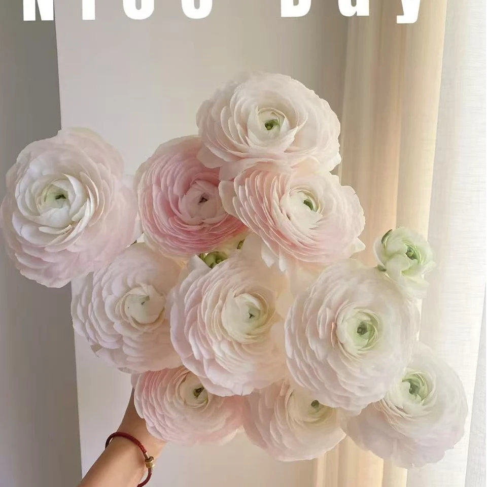 河内洋牡丹（稀有/高级）