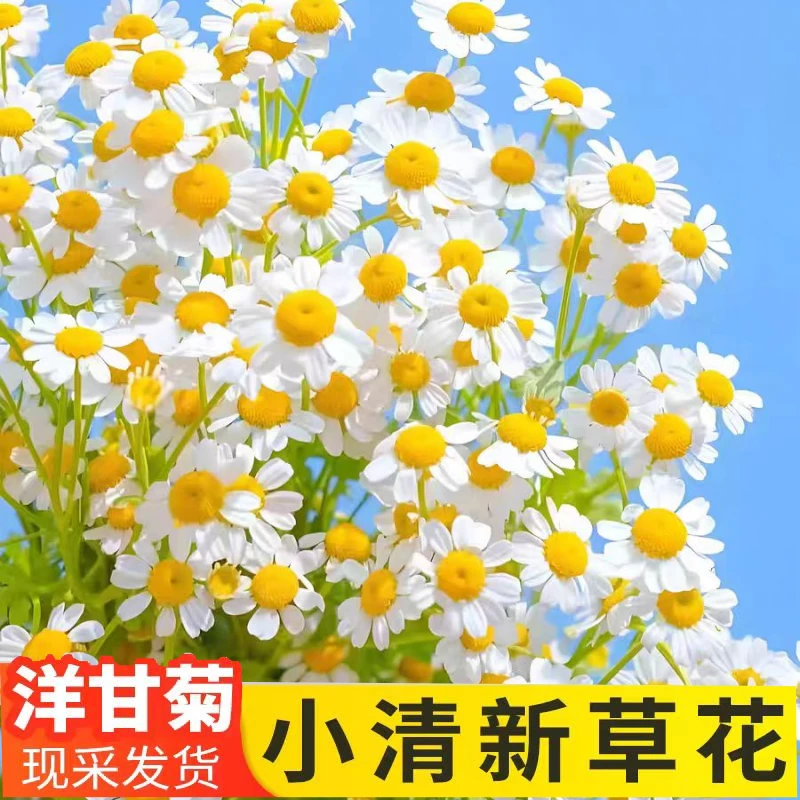 ｛云南鲜花基地直发｝洋甘菊一单顺丰包邮