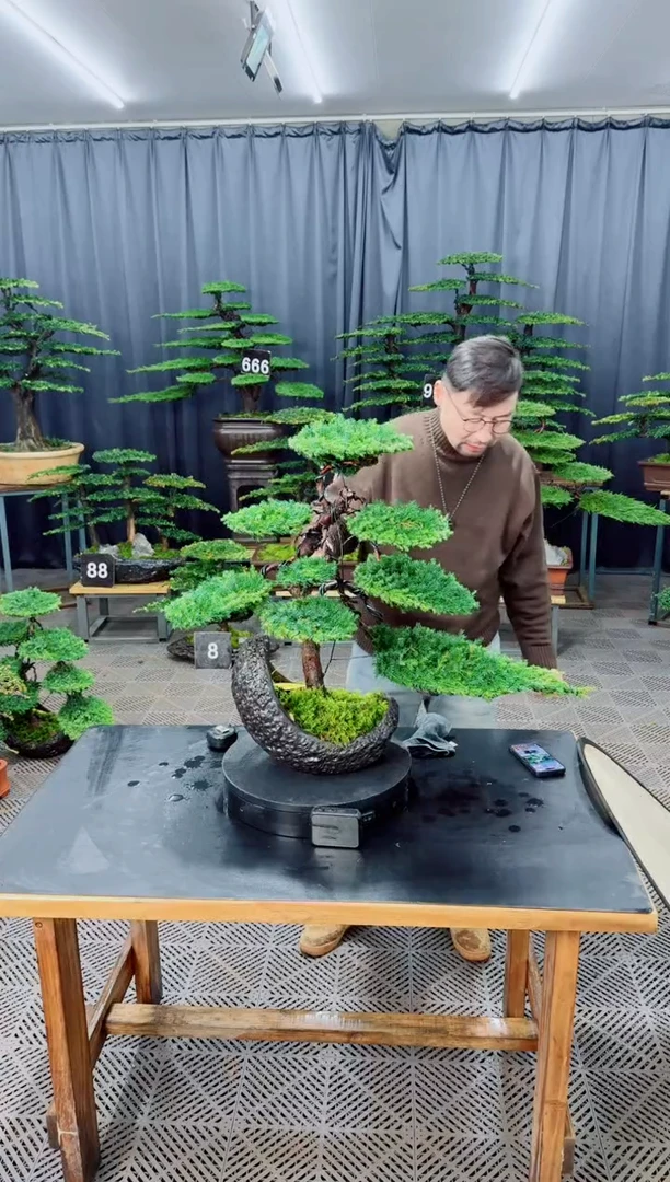 无花朵盆景......