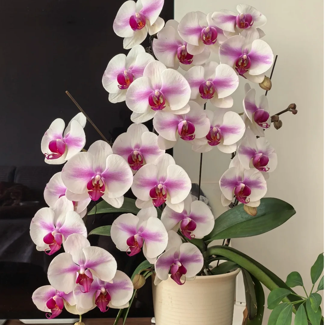 花购 （婚纱）2.8寸杯成熟苗 根系好 回家可升杯