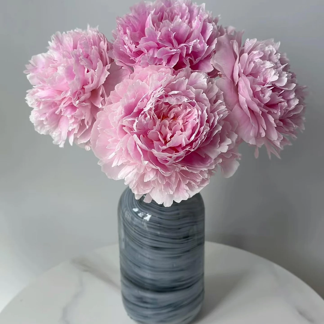 【进口沙拉】粉色芍药山东菏泽重瓣/鲜家切花/家用鲜花/冷链空运