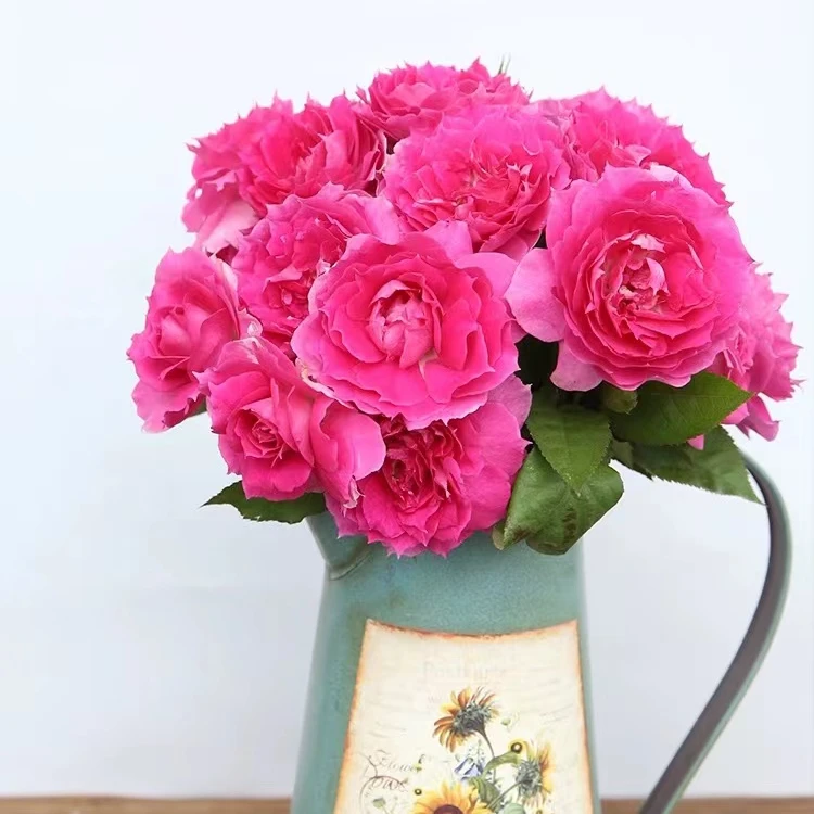 【天方夜谭】浓香大花月季四季开花南北方阳台庭院耐寒耐热盆栽地栽