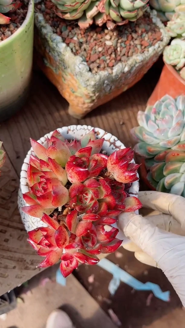 【闪购商品】21304