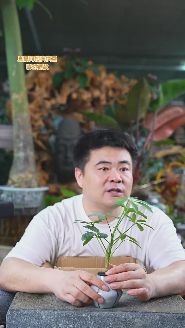 当前无花栽培后可以开花鸭脚木364T