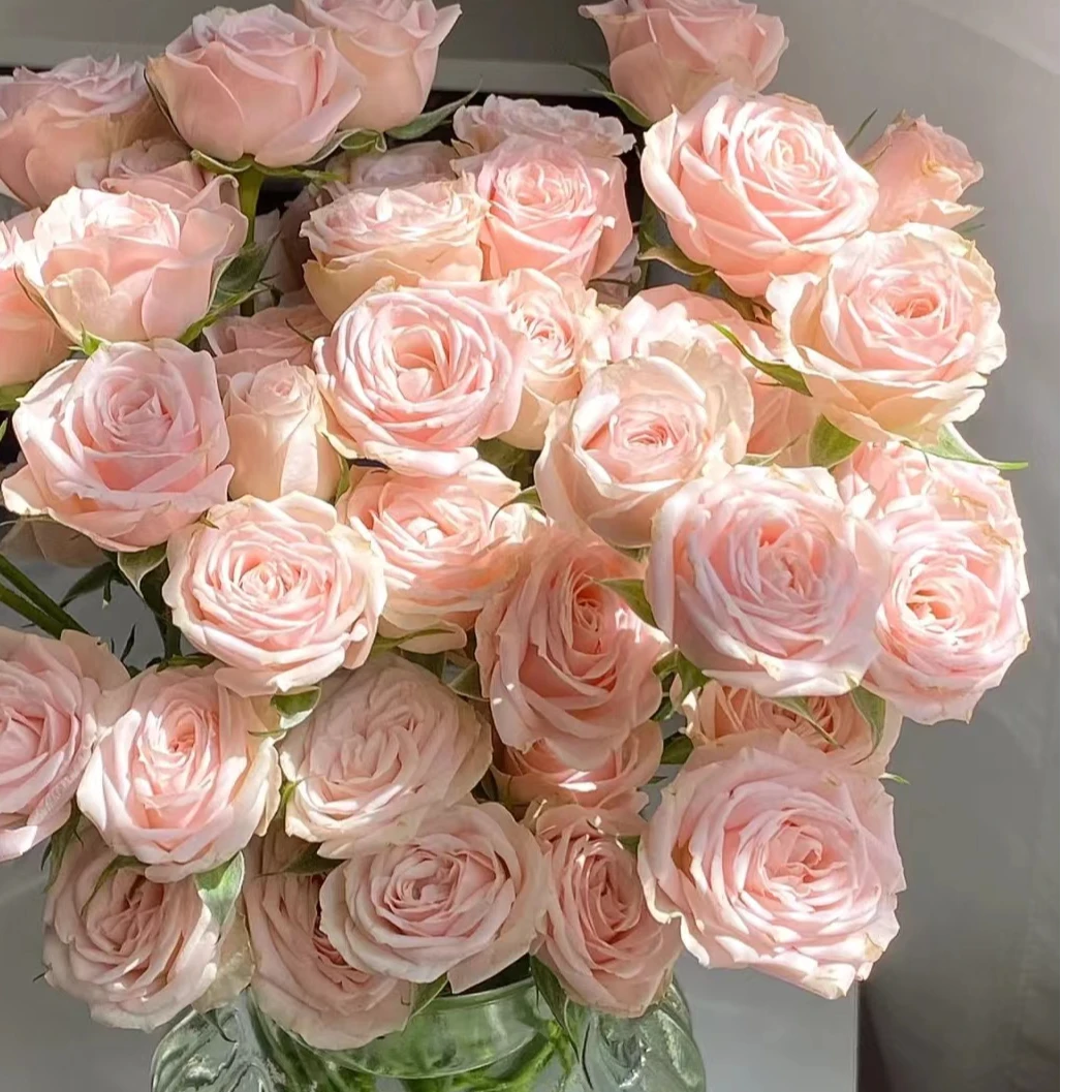 【云南鲜花】多头（星悦宝贝）玫瑰 1单普通包邮，2单以上顺丰冷链