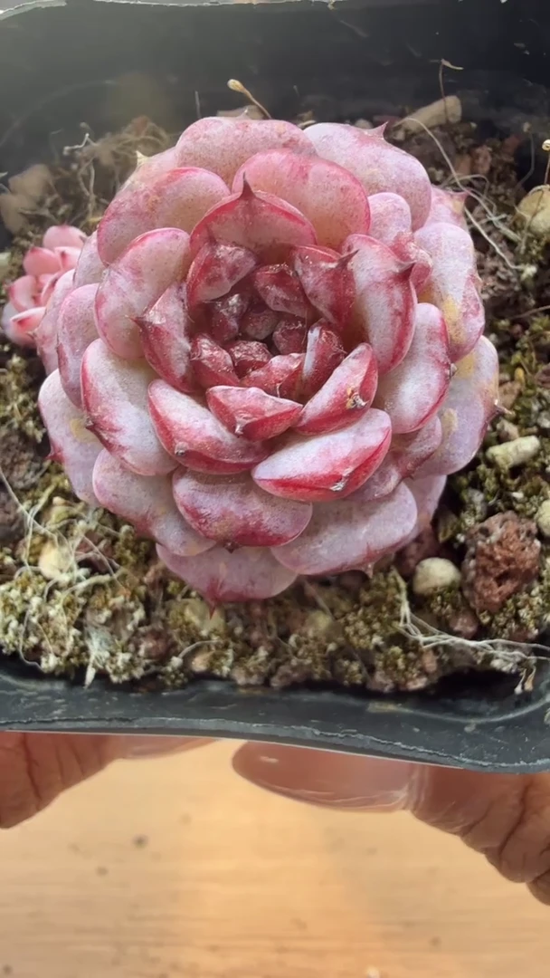 东云多肉园二店-68