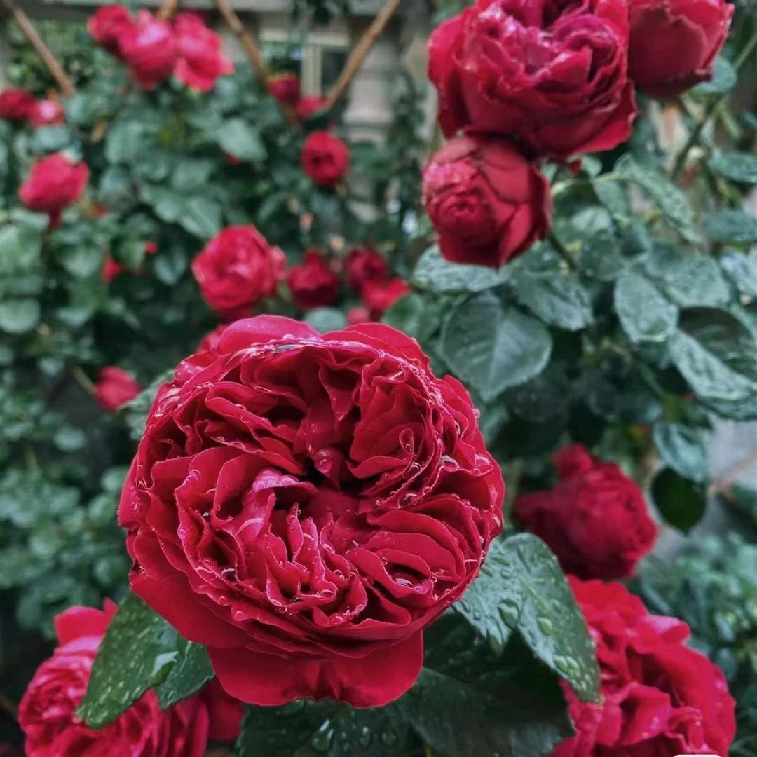 【红色龙沙宝石】藤本月季当年开花月季花物栽培春季