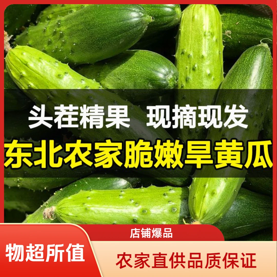 东北吉林梨树县新鲜旱黄瓜农家3斤/5斤顺丰包邮送一袋东北大酱
