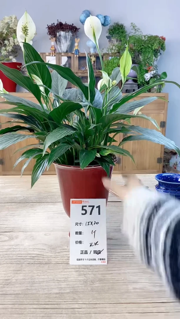 小玩子花盆直播号571