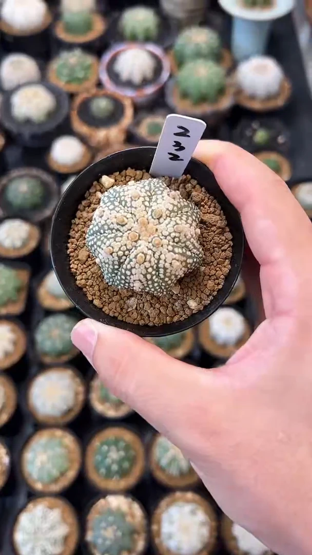 海星奇迹实生根星兜编码232