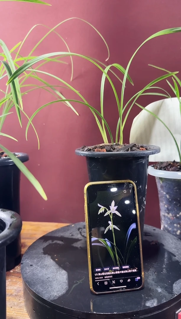 完全开放黄山雪3苗 建兰