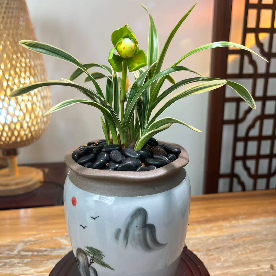 春兰龙珠荷 浓香型掌中宝桌面兰铭品兰花好养易活