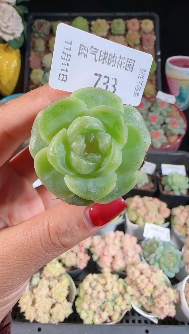 1111-733无土流光（群生不包整）