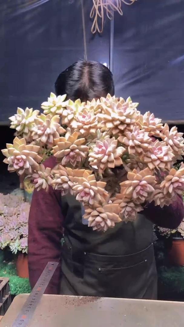 135淡雪缀化一物一拍