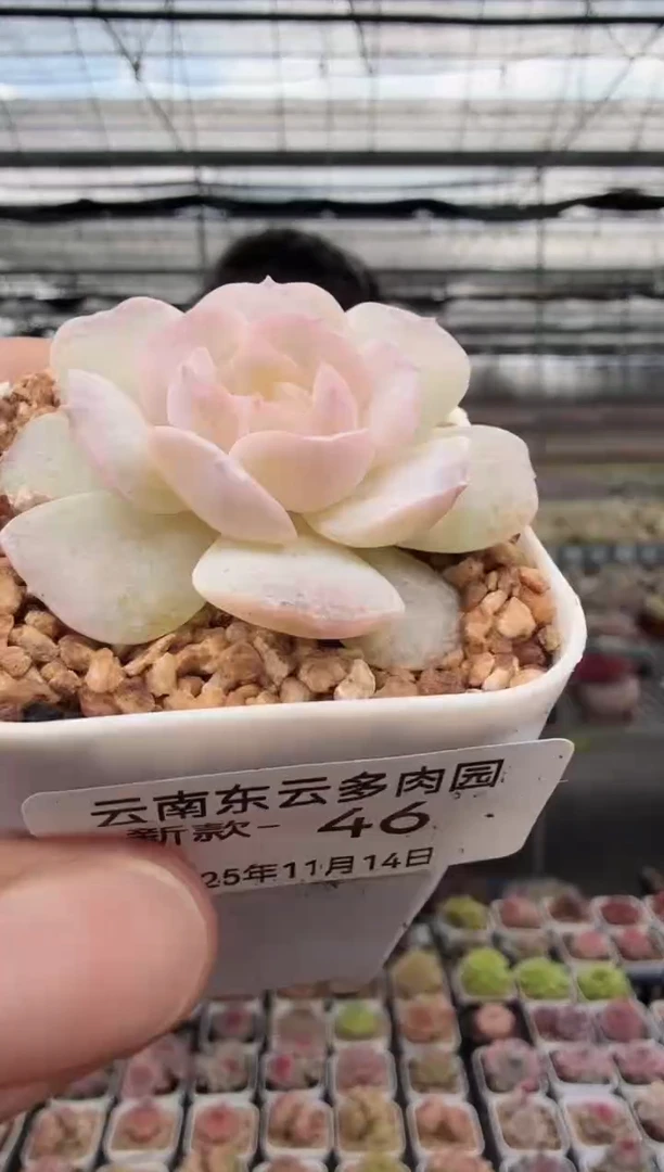 东云多肉园新款-46