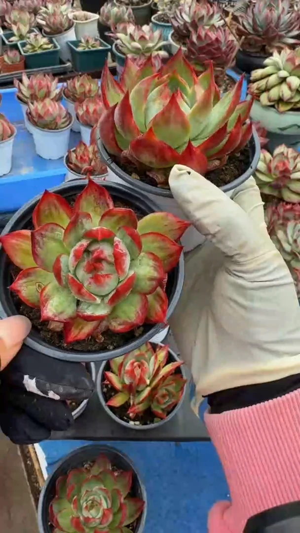 1颗单头惊鸿（量拍）（拍了此链接的粉丝加一颗）