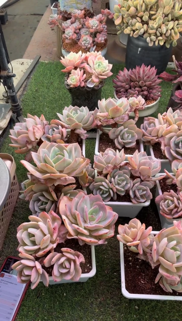 【闪购商品】白凤10颗