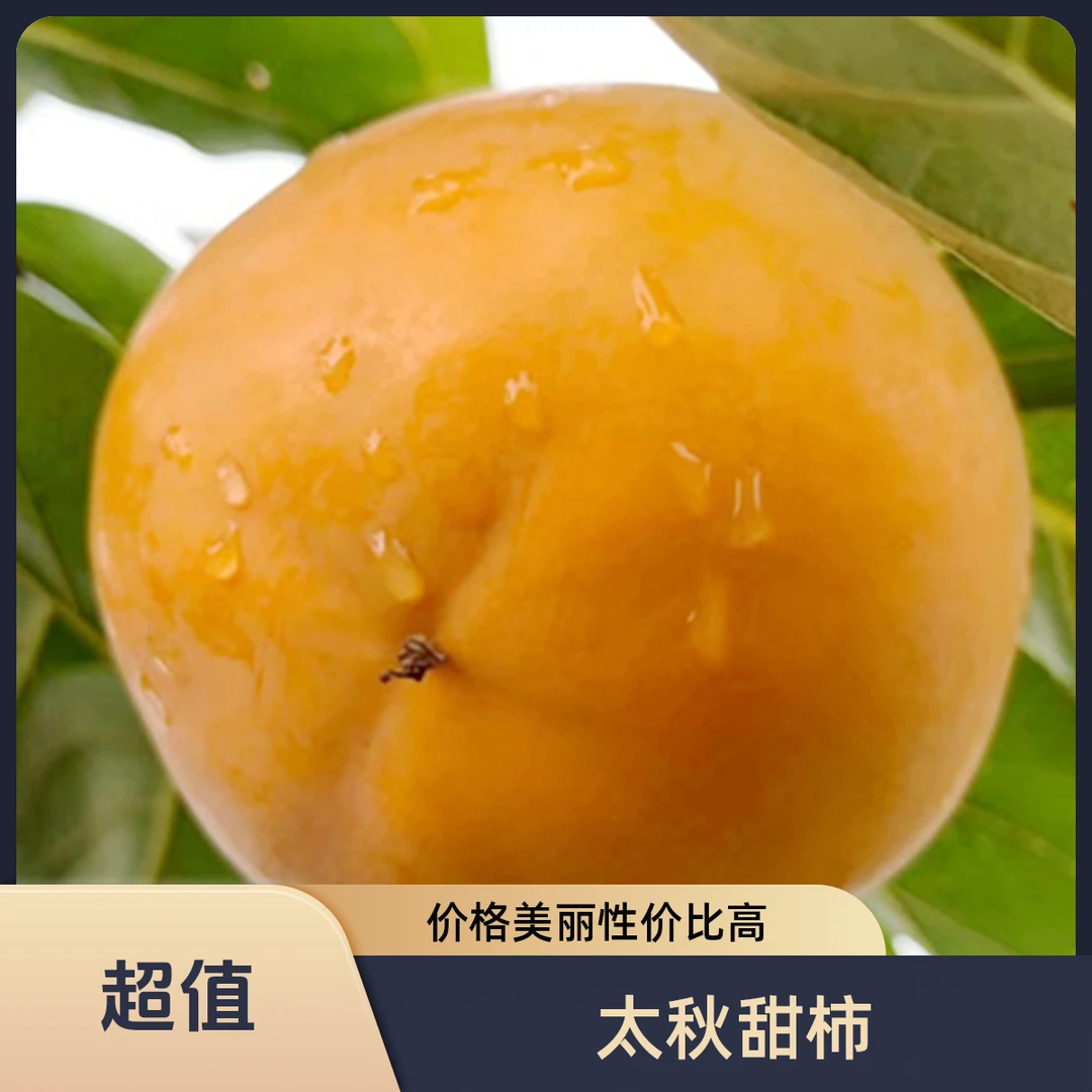 育苗哥正宗太秋甜脆柿（雪峰8号砧木）裸根苗地栽盆栽南北方种植