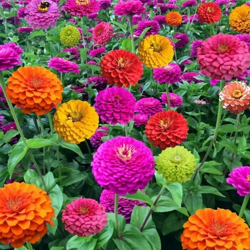 百日草种子花种籽子七彩重瓣百日菊花籽四季播种开花庭院室外种孑