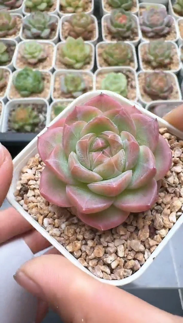 048E云禹多肉植物 带盆土纸巾打包 3颗包邮