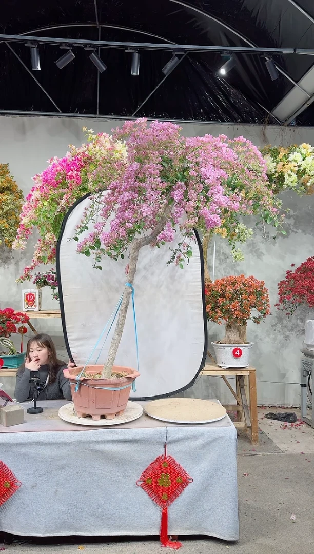 【闪购商品】盆景苹果花