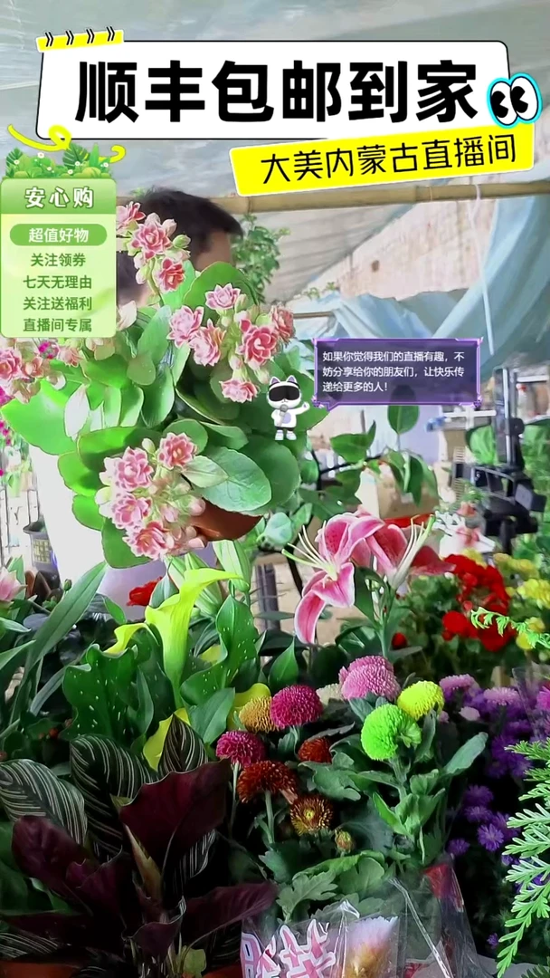 完全开放粉色长寿