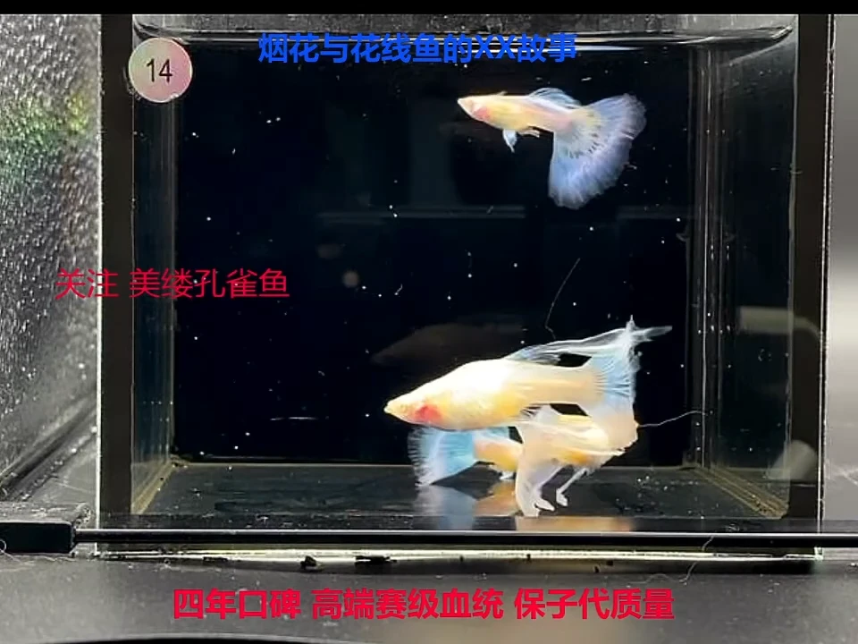 孔雀鱼蓝白绣球精品1对加备损