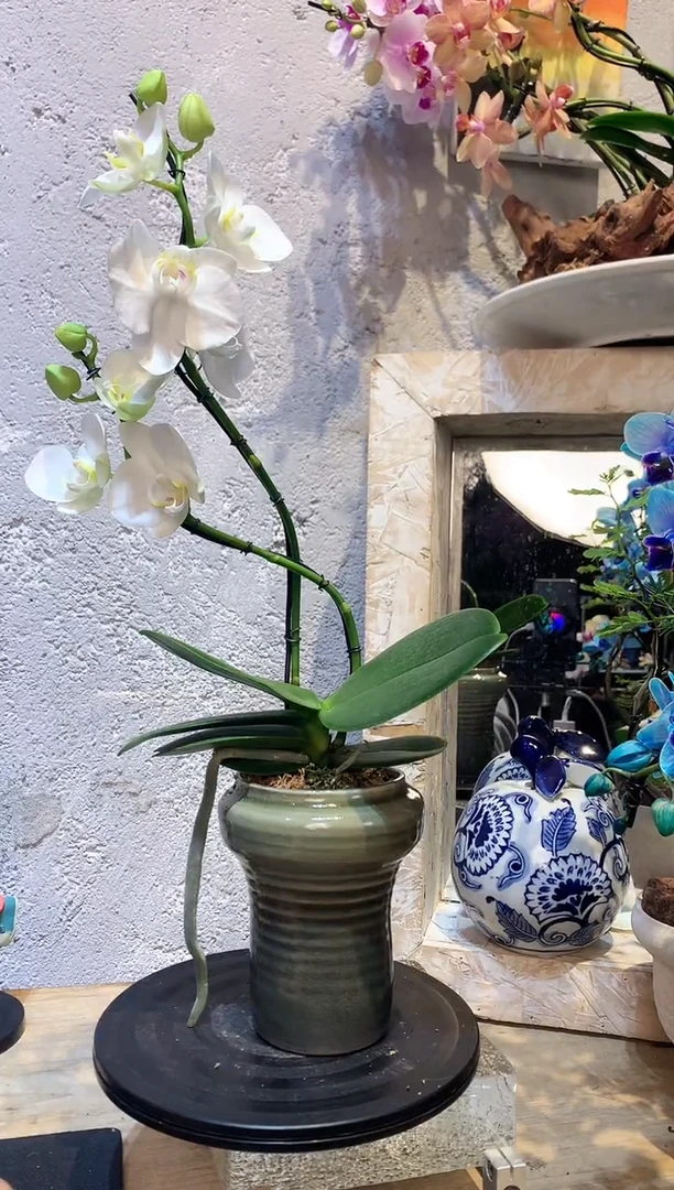 大部分花苞少量开放325蝴蝶兰一物一拍