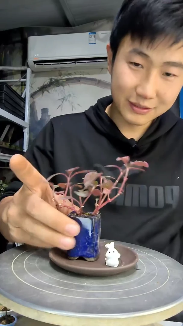 ?***厂中青园艺一物一拍花409