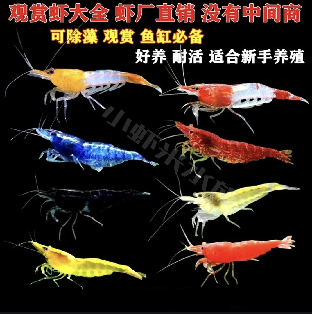 彩色观赏虾黑壳虾好养耐活除藻清洁鱼缸冷水鱼热带鱼宠物虾包邮损