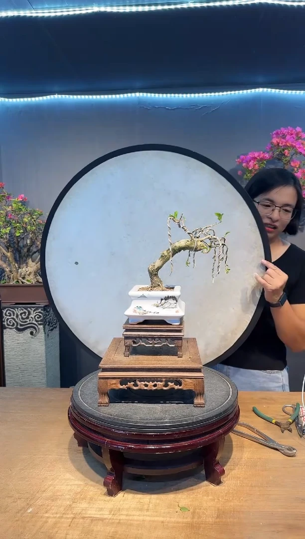 三角梅小叶紫三角梅