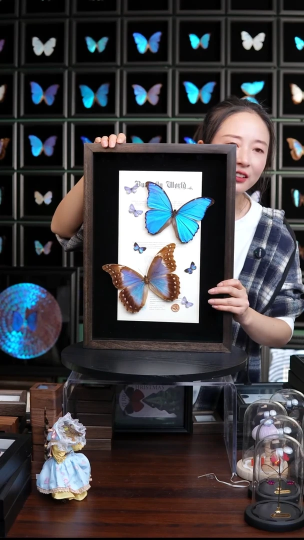 大蓝闪蝶+小灰蝶雌雄组合