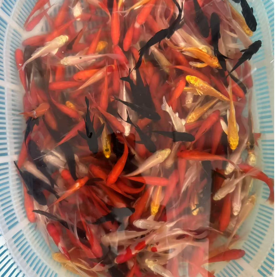 【观赏鱼随机混搭】5-8公分15条冷水观赏鱼好养耐活