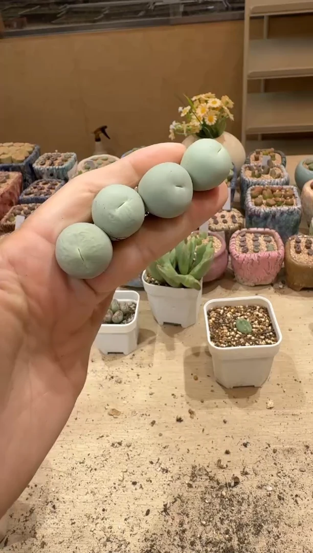 只****48-244多肉植物肉锥