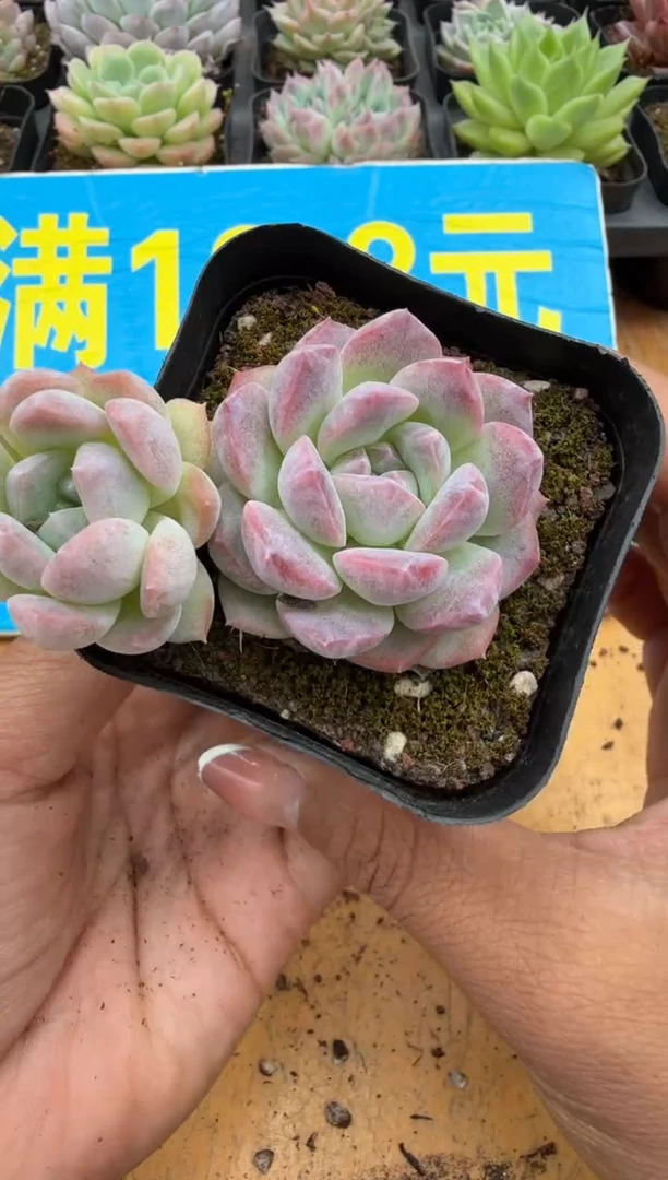 东云多肉园二店-155