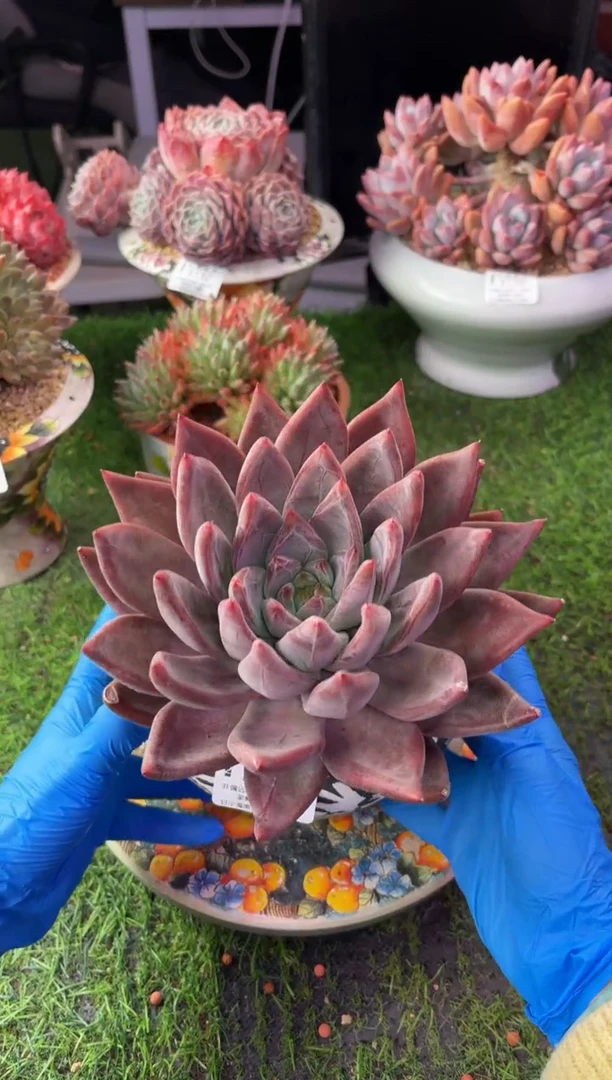 昆明印象多肉3163