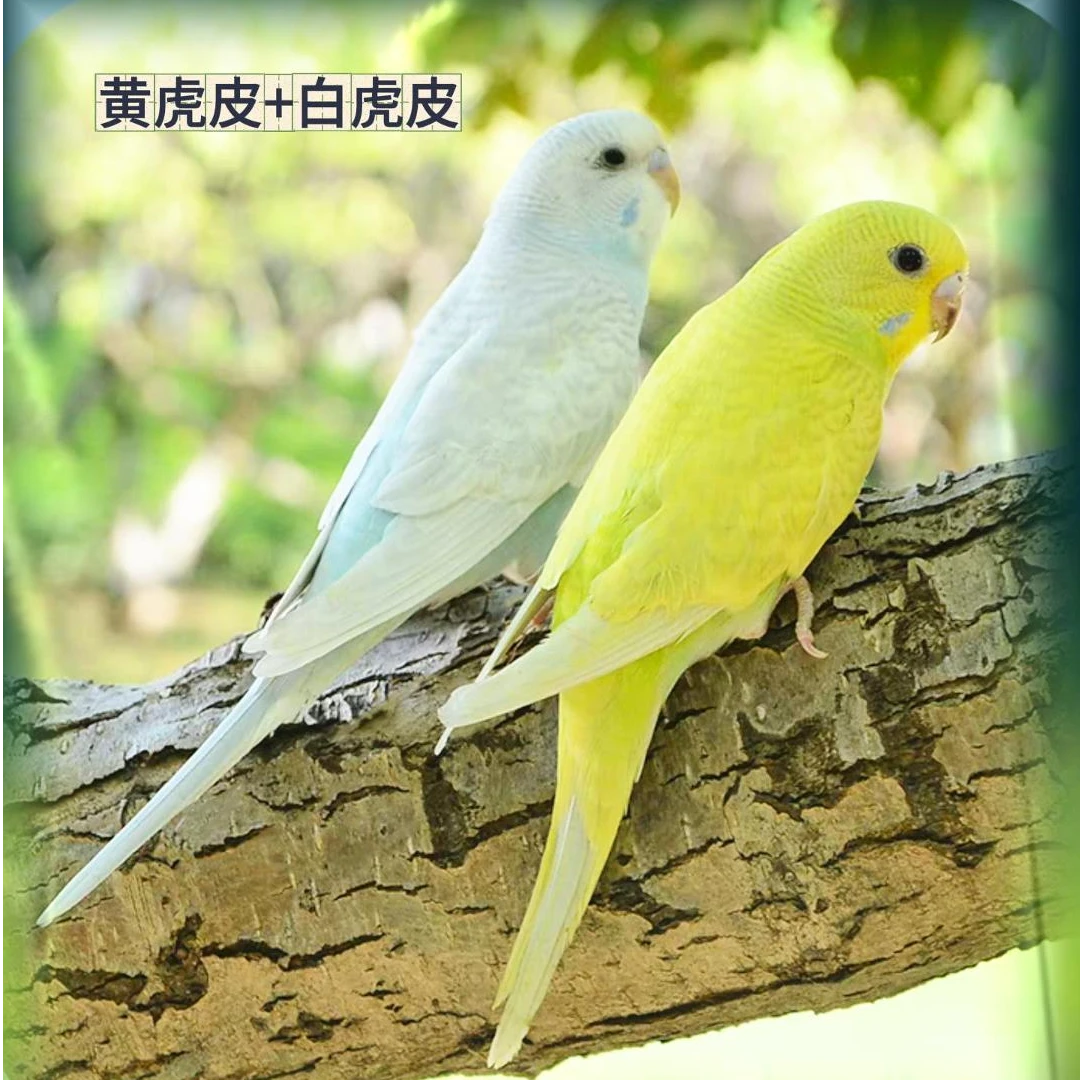 鹦鹉活鸟宠物鸟观赏鸟手养鹦鹉包邮包活-LZ