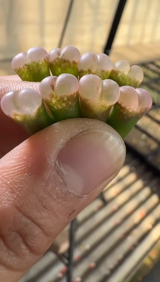 【闪购商品】17-18小桃红风铃一颗