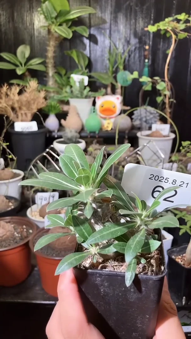 62号821福利品种盲盒