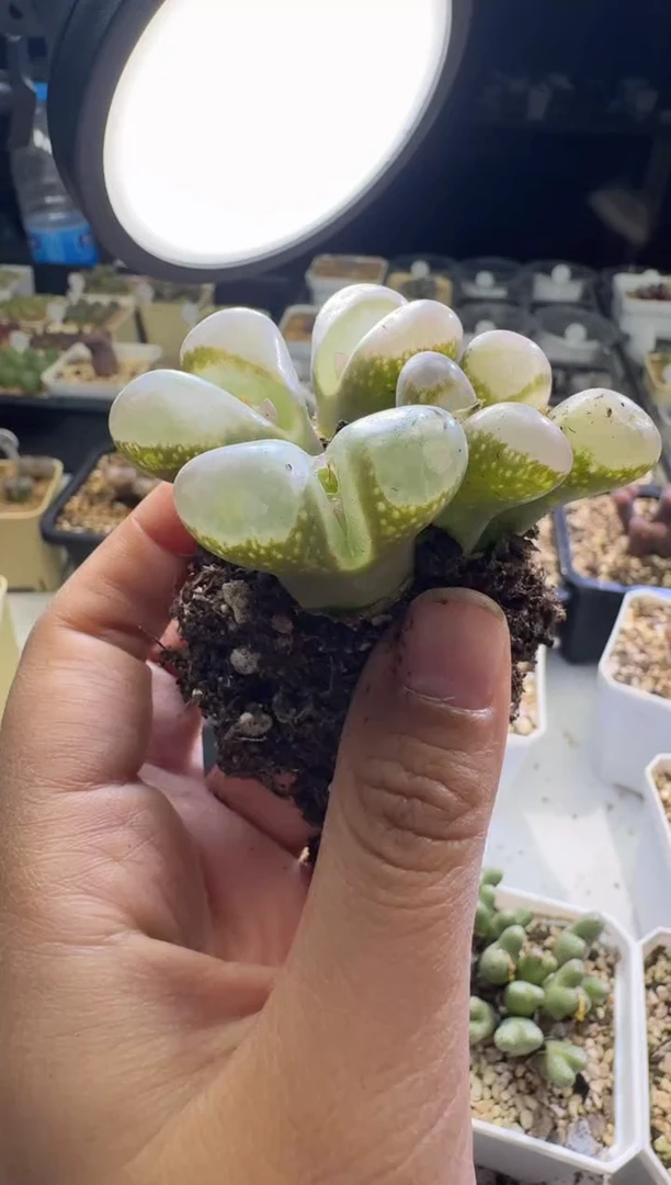 【天津专场】192多肉植物肉锥