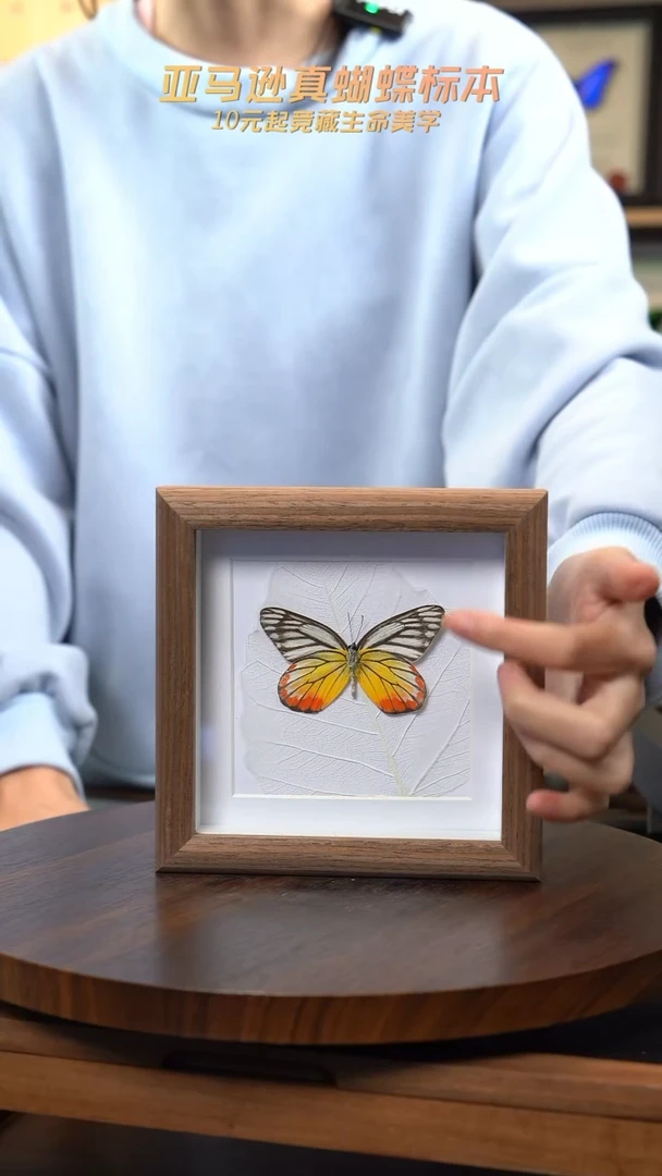 优越斑粉蝶5寸方框