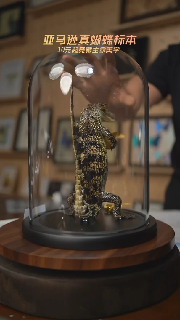 有机玻璃?**?暹罗鳄标本金元宝