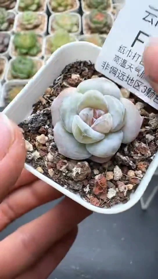 243F云禹多肉植物 默认脱土纸巾打包 3颗包邮