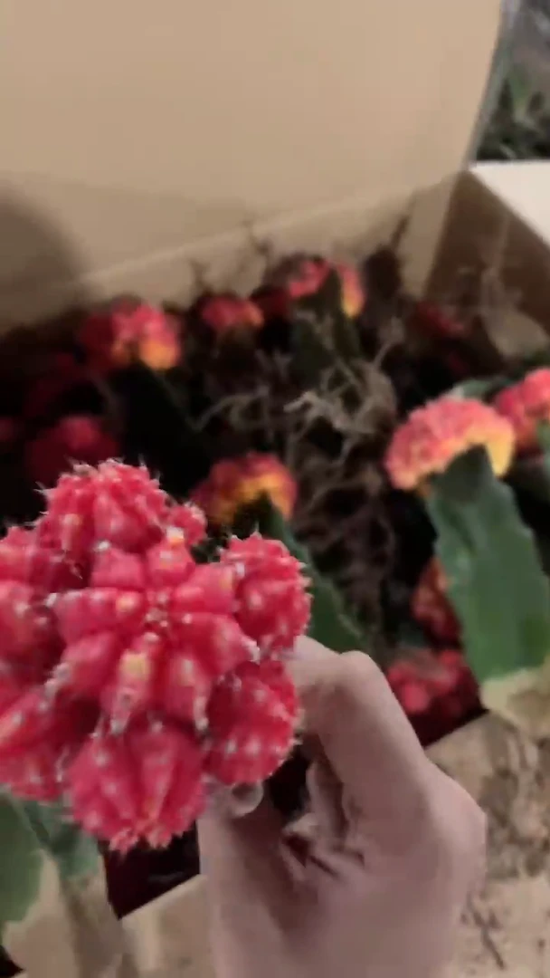 3颗 橙红彩带【嫁接】