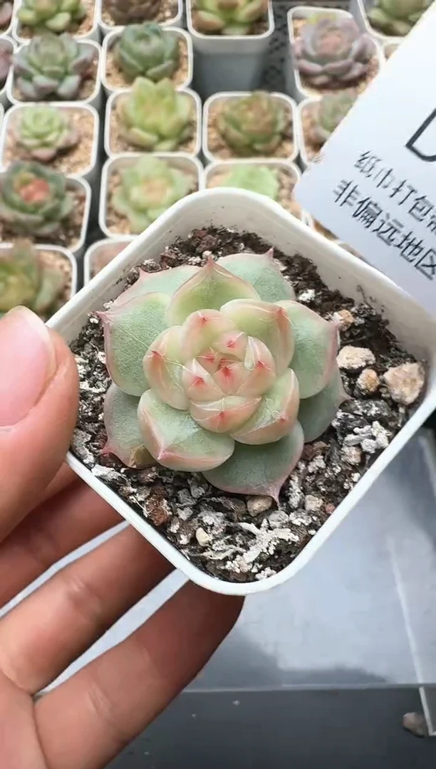 421D云禹多肉植物 带盆土纸巾打包 3颗包邮